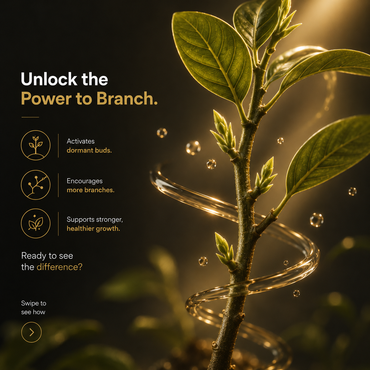 Branch Stage 2