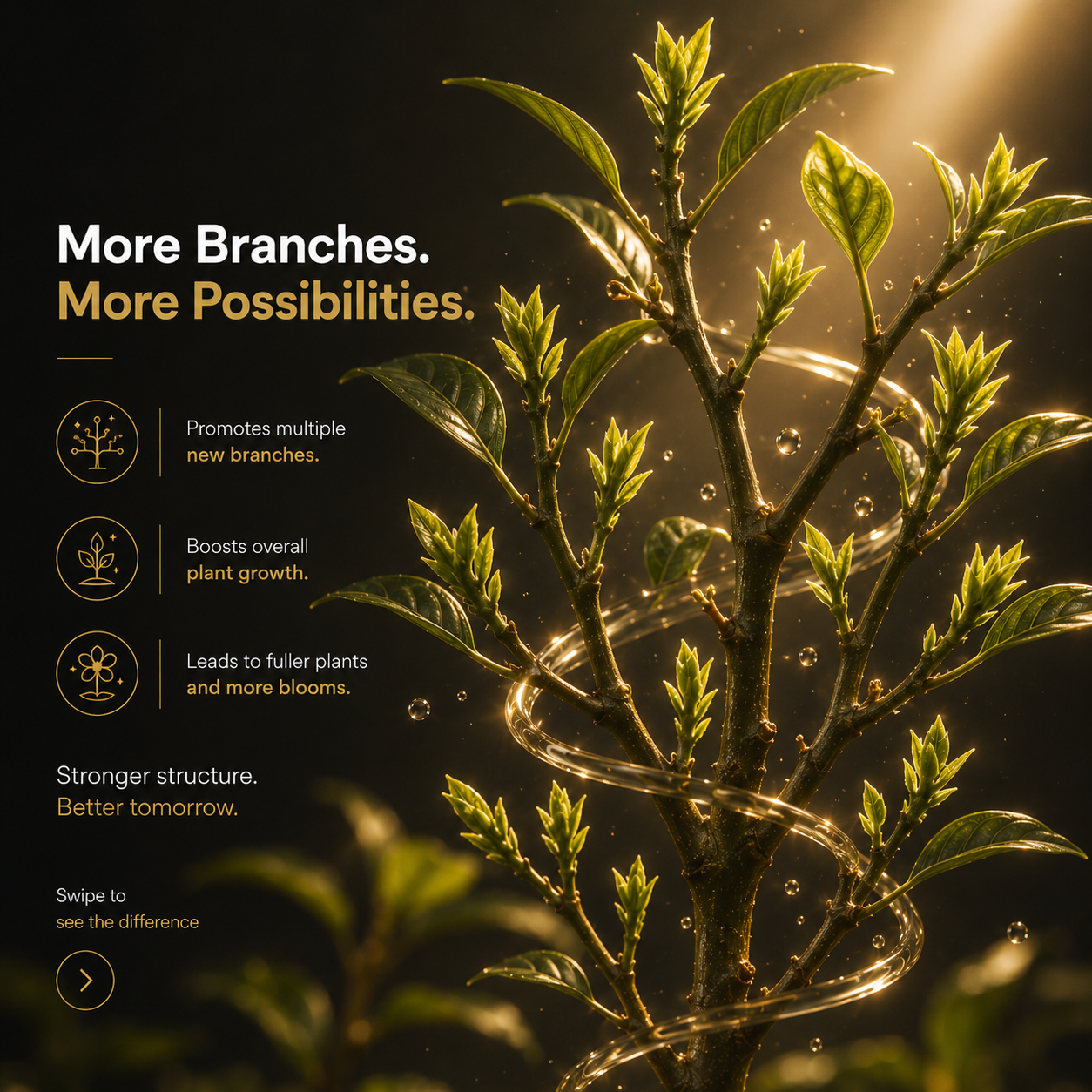 Branch Stage 3
