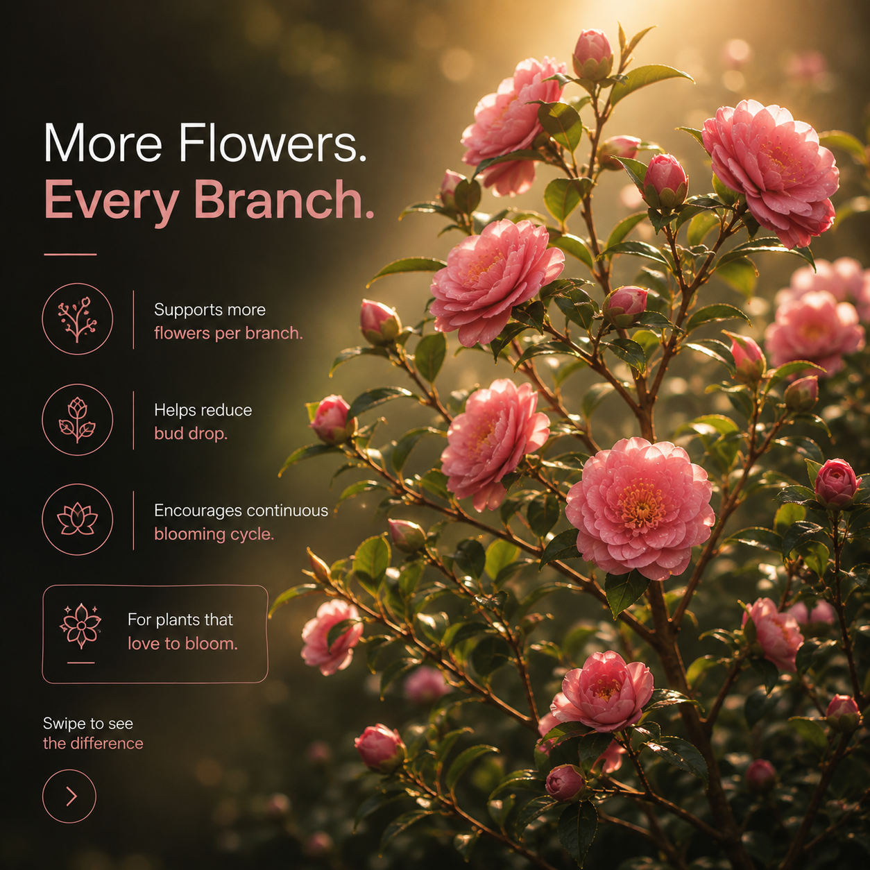 Bloom Stage 3
