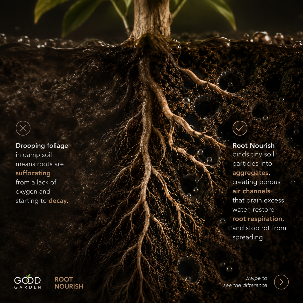 Root Stage 3